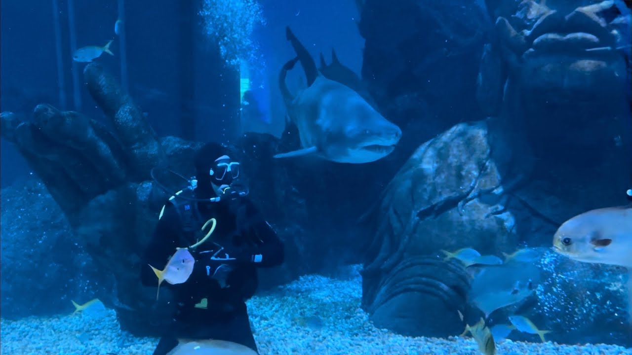 Shark Dive × Songkran